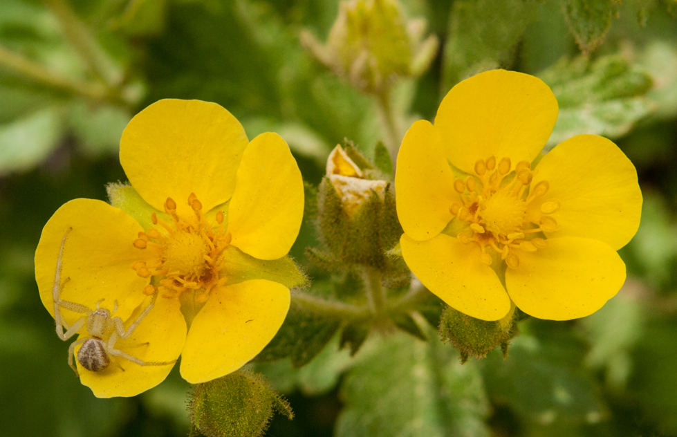 Leafy Cinquefoil 3.jpg